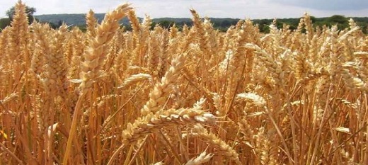 Production estimée à la baisse, mais maintien des stocks mondiaux