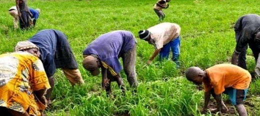 L'agriculture peut être un pilier du Pse. L'agriculture peut être un pilier du Pse.
