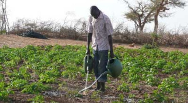 L’agriculture, levier performant du Plan Sénégal Emergent