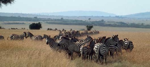 Parcs et réserves en Afrique, une richesse inestimable pour le tourisme Parcs et réserves en Afrique, une richesse inestimable pour le tourisme