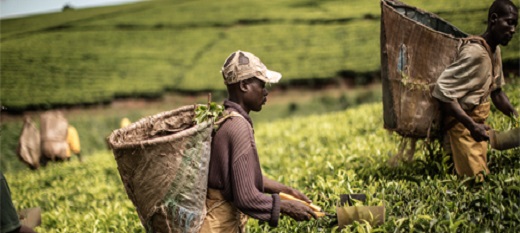 L’agriculture, une activité économique : considérer l’agriculture comme une possibilité d’investissement L’agriculture, une activité économique : considérer l’agriculture comme une possibilité d’investissement