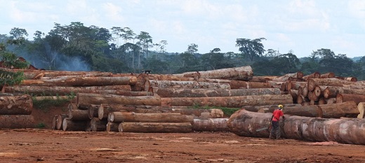 Enquête sur les investissements du groupe Bolloré dans des plantations africaines Enquête sur les investissements du groupe Bolloré dans des plantations africaines