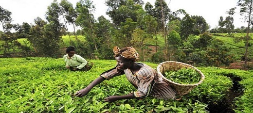 Omc : le comité de l’agriculture surveillera la mise en œuvre de la décision de Nairobi Omc : le comité de l’agriculture surveillera la mise en œuvre de la décision de Nairobi