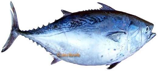 Règlement des différends : les Usa déposent une demande d’établissement d’un groupe spécial Règlement des différends : les Usa déposent une demande d’établissement d’un groupe spécial