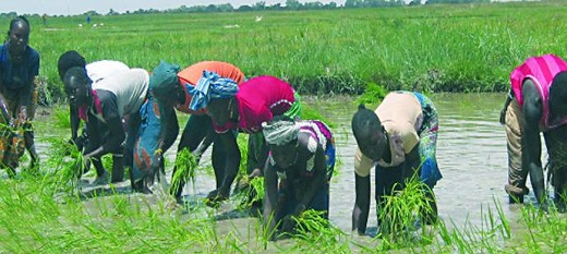 17 millions de tonnes supplémentaires de riz décortiqué seront nécessaire à l’Afrique 17 millions de tonnes supplémentaires de riz décortiqué seront nécessaire à l’Afrique