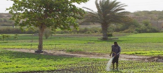 Un financement de 20 millions de dollars pour 150.000 petits producteurs sénégalais Un financement de 20 millions de dollars pour 150.000 petits producteurs sénégalais