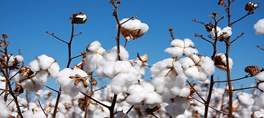 Les producteurs africains saluent les décisions de Nairobi concernant le coton et demandent que les efforts portent sur la réduction des subventions