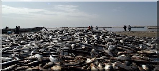 Zone franche de Nouadhibou : des efforts en cours pour la création d’une société de stockage pour le poisson Zone franche de Nouadhibou : des efforts en cours pour la création d’une société de stockage pour le poisson