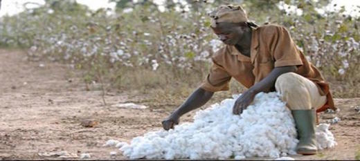 Mali: le gouvernement relance avec succès la production de coton Mali: le gouvernement relance avec succès la production de coton