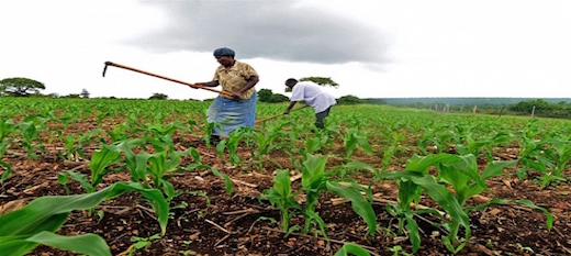 Des agriculteurs africains en pleine activité de travaux champêtres. Des agriculteurs africains en pleine activité de travaux champêtres.