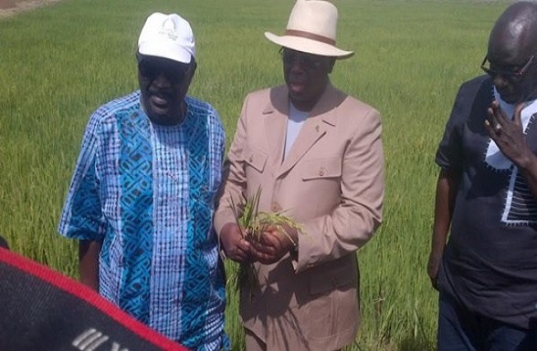 Macky Sall, en compagnie du ministre de l'Agriculture et du l'Equipement rural , visitant un champ de riz. Macky Sall, en compagnie du ministre de l'Agriculture et du l'Equipement rural , visitant un champ de riz.