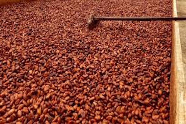 Côte d’Ivoire : Le cacao bord champ vendu à 700 FCFA/kg