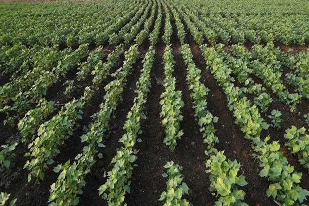 Kenya : les OGM bientôt introduits dans l'alimentation