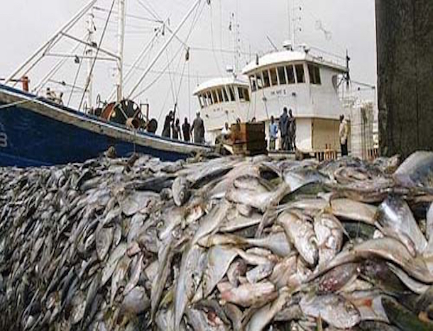 GESTION DURABLE DES RESSOURCES HALIEUTIQUES : Le Directeur des pêches maritimes dénoncent la surpêche