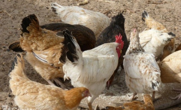 MENACE CONTRE L’AVICULTURE A FATICK : Le « Programme Solidagro 2017-2021 » en croisade contre la maladie de Newcastle