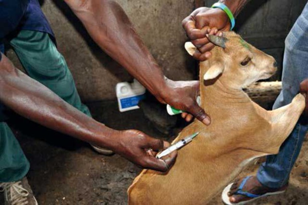 Eradication de la peste des petits ruminants : Aminata Mbengue Ndiaye annonce un plan national de 12 milliards de FCfa