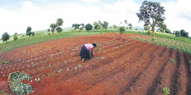 RDC : l'Allemagne finance un projet d'autonomisation des femmes et des petits agriculteurs