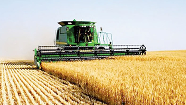 ​Blé tendre français : La production attendue à 1017,1 Millions de tonnes