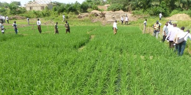 Burkina Faso : l’agriculture et l’élevage génèrent 80% de l'emploi, et à peine 30% du PIB Burkina Faso : l’agriculture et l’élevage génèrent 80% de l'emploi, et à peine 30% du PIB