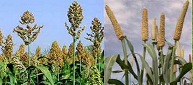 SENEGAL : la production céréalière de 2018 estimée à 2 732 109 tonnes SENEGAL : la production céréalière de 2018 estimée à 2 732 109 tonnes