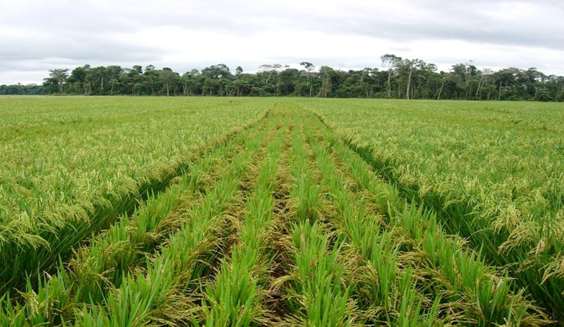 Les surfaces et les productions de riz du …Sénégal estimées à 3,16 millions d'hectares pour la campagne de commercialisation 2019/20 Les surfaces et les productions de riz du …Sénégal estimées à 3,16 millions d'hectares pour la campagne de commercialisation 2019/20