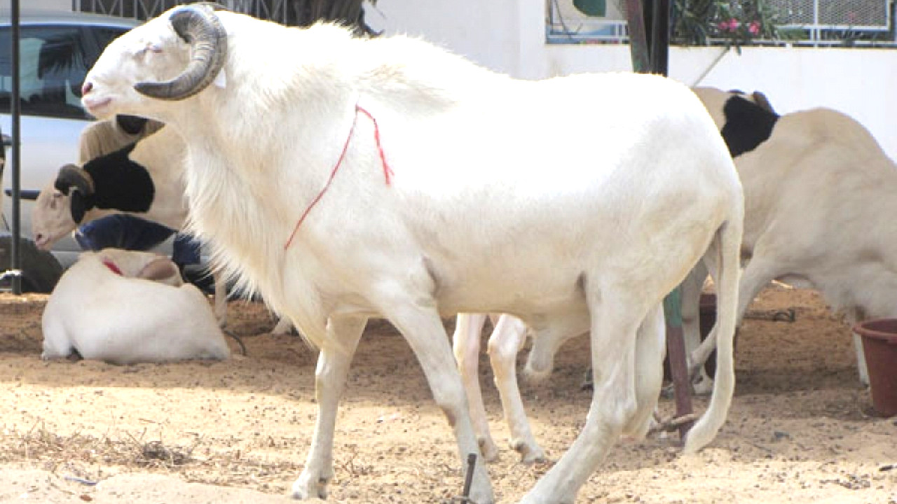 Préparation de la Tabaski 2019 au Sénégal Préparation de la Tabaski 2019 au Sénégal