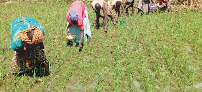 Abidjan accueille le premier forum ouest-africain sur le financement des engrais Abidjan accueille le premier forum ouest-africain sur le financement des engrais