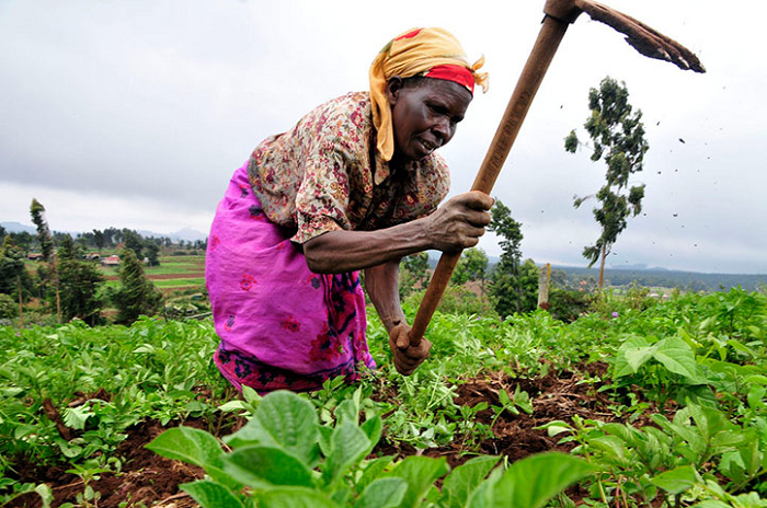 Ghana : principales perspectives du commerce agricole pour les exportateurs américains