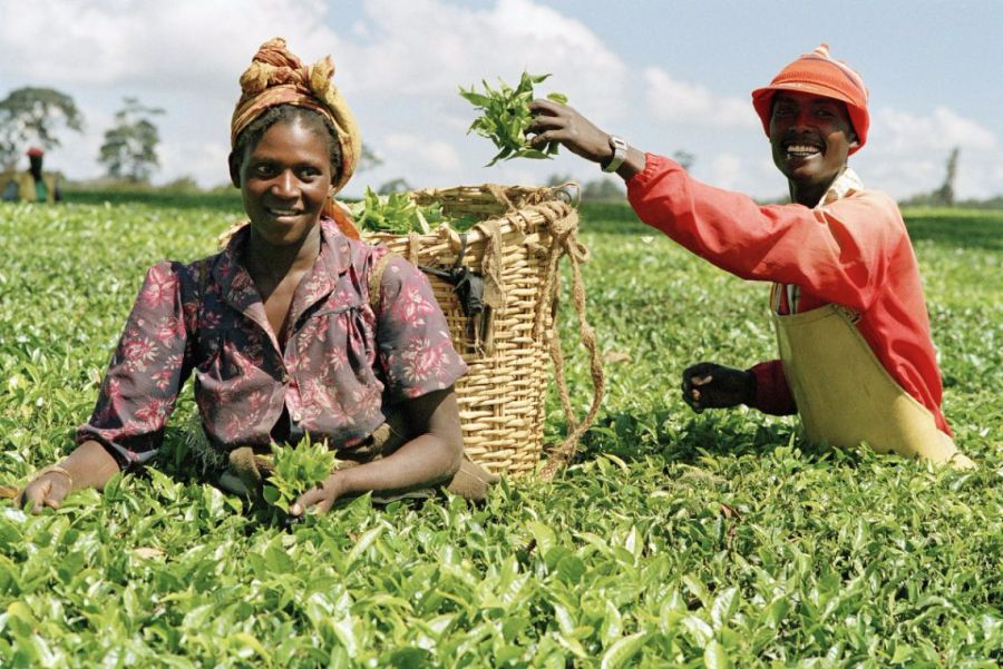 Nigéria : principales perspectives du commerce agricole pour les exportateurs américains