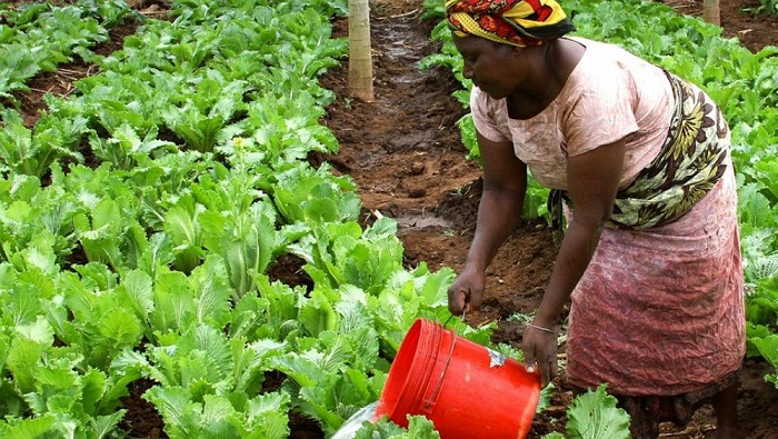 Sénégal : 5 000 fermiers visés pour bénéficier de la 3e campagne du programme OCP School Lab