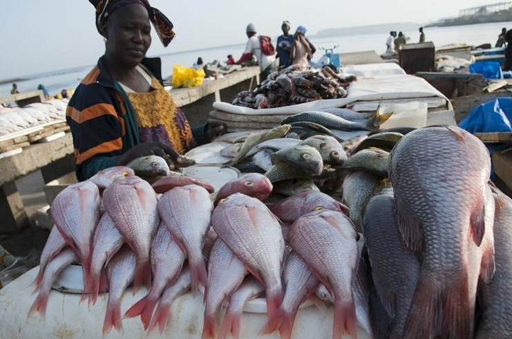 Pêche et aquaculture : une hausse de 204 millions de poissons attendue en 2030 Pêche et aquaculture : une hausse de 204 millions de poissons attendue en 2030