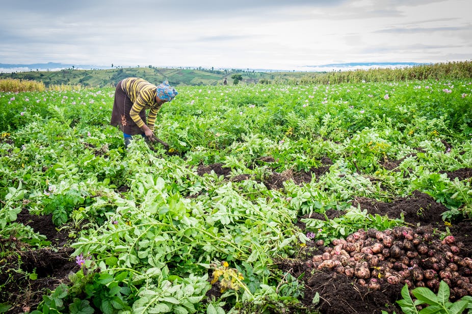Les données sur les prix des denrées alimentaires sont cruciales pour la stabilité politique et économique mais ne sont pas facilement accessibles.