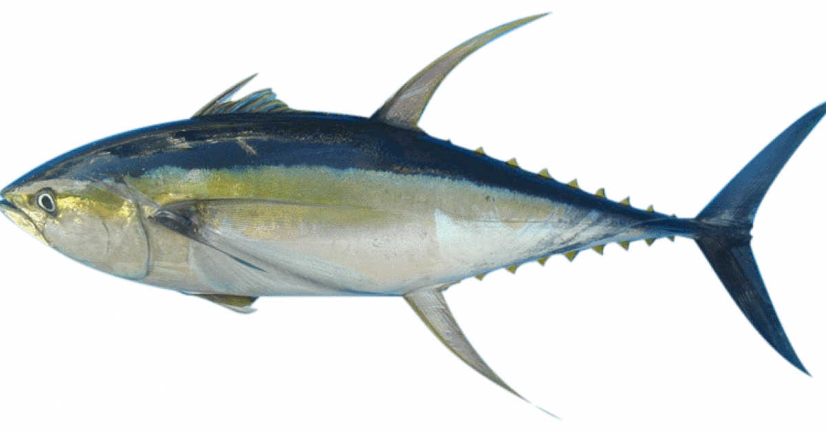 Accord de pêche sénégal-ue : les quotas annuels revus à la baisse Accord de pêche sénégal-ue : les quotas annuels revus à la baisse