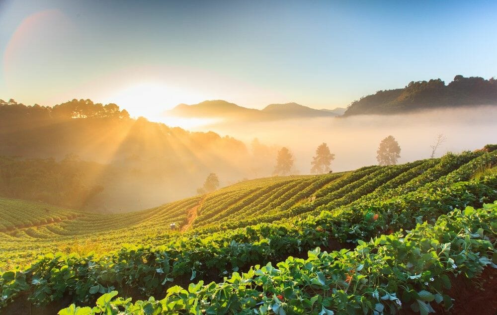 Biotalys initie un processus d'enregistrement de son premier produit auprès de l'Epa Biotalys initie un processus d'enregistrement de son premier produit auprès de l'Epa