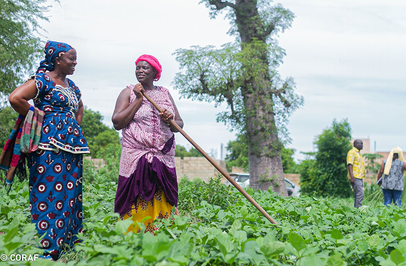 Les mesures des gouvernement pour freiner la pandémie ont impacté la chaîne de valeur agricole (image Coraf) Les mesures des gouvernement pour freiner la pandémie ont impacté la chaîne de valeur agricole (image Coraf)