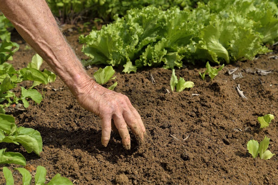 Pour la Fao, la santé des sols a une influence déterminante sur la durabilité des systèmes agroalimentaires.