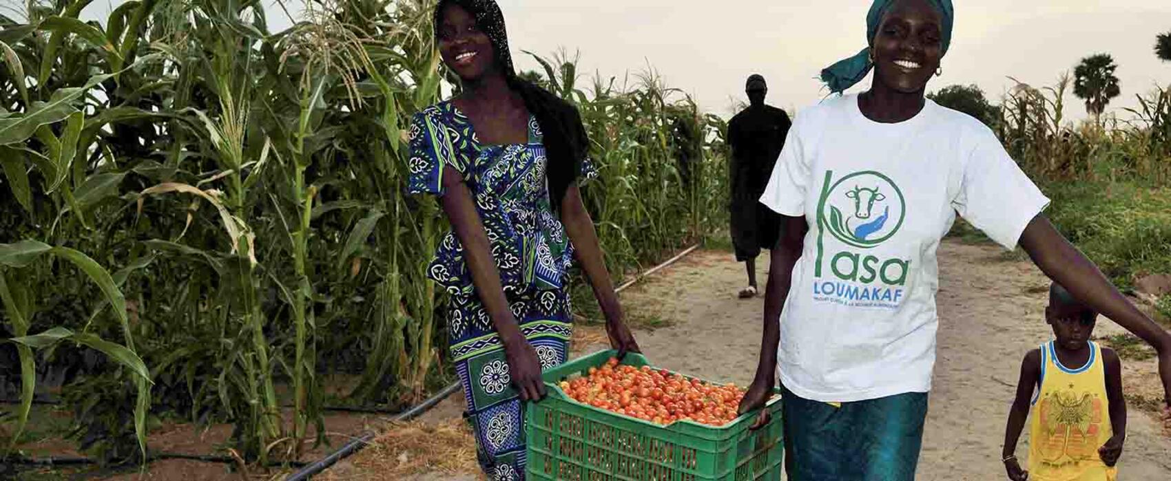 Sécurité alimentaire au Sénégal Sécurité alimentaire au Sénégal