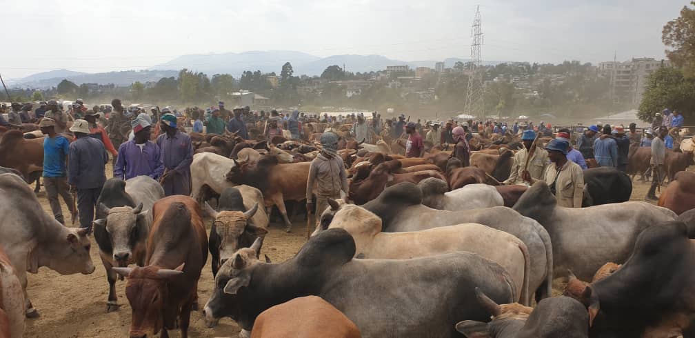 l’assemblée générale des nations unies proclame l’année 2026 année internationale du pastoralisme et des pâturages l’assemblée générale des nations unies proclame l’année 2026 année internationale du pastoralisme et des pâturages