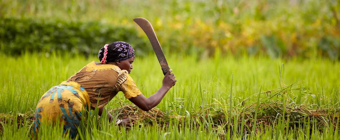 La mise en œuvre de la Facilité africaine de production alimentaire d’urgence, devrait permettre au Sénégal de maintenir sa tendance haussière de la production céréalière observée ces dernières années. La mise en œuvre de la Facilité africaine de production alimentaire d’urgence, devrait permettre au Sénégal de maintenir sa tendance haussière de la production céréalière observée ces dernières années.
