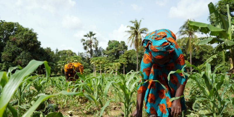 le financement de l’adaptation a augmenté à plus de 19 milliards de dollars en 2021