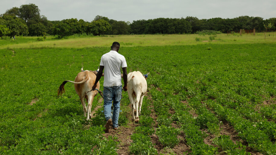 histoire : réussir chez soi, au sénégal histoire : réussir chez soi, au sénégal