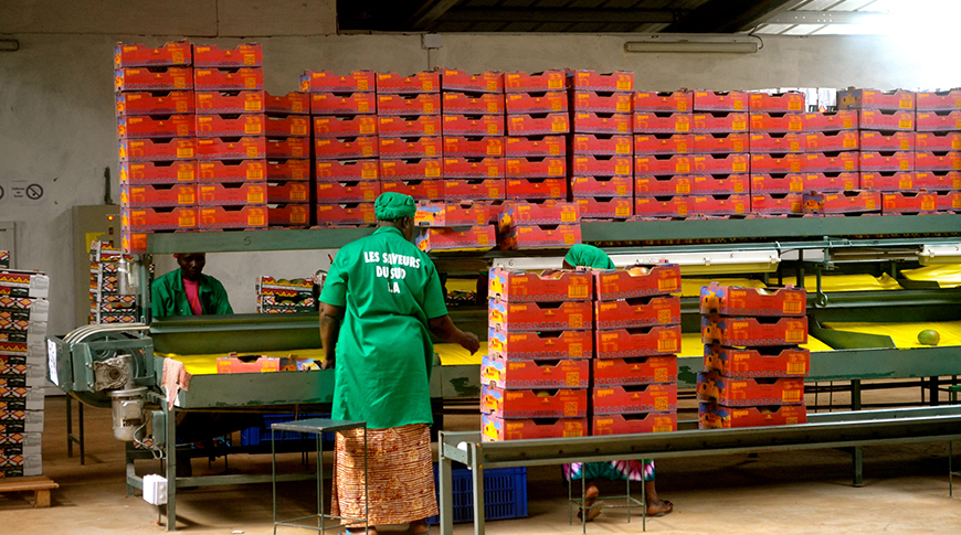 casamance, sud sénégal : création d'une zone de transformation agro-industrielle pour développer la valeur ajoutée des produits de la récolte