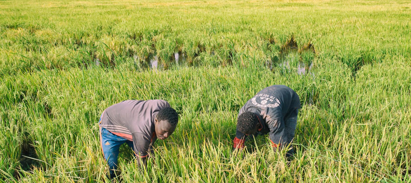 sénégal : un rapport de l'ocde relève le rôle des partenariats public-privé dans l’augmentation de la valeur ajoutée de la production rizicole sénégal : un rapport de l'ocde relève le rôle des partenariats public-privé dans l’augmentation de la valeur ajoutée de la production rizicole