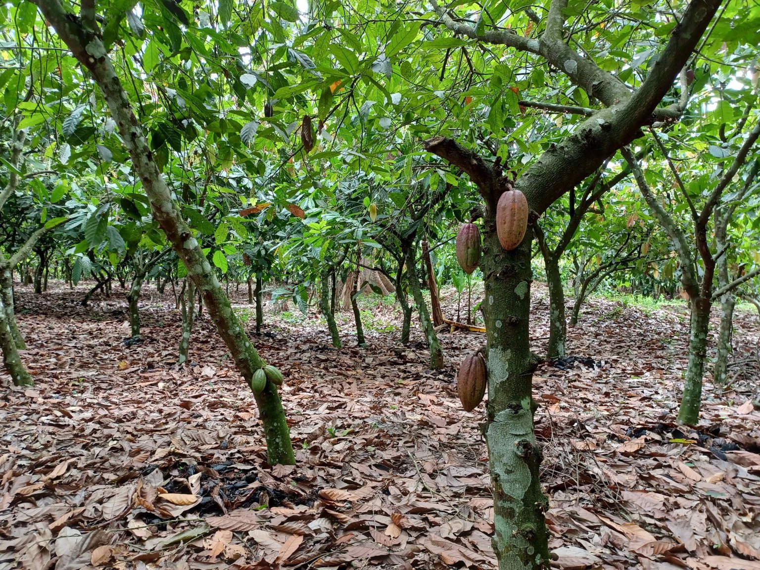 Le cacao, l’or brun de Côte d’Ivoire Le cacao, l’or brun de Côte d’Ivoire