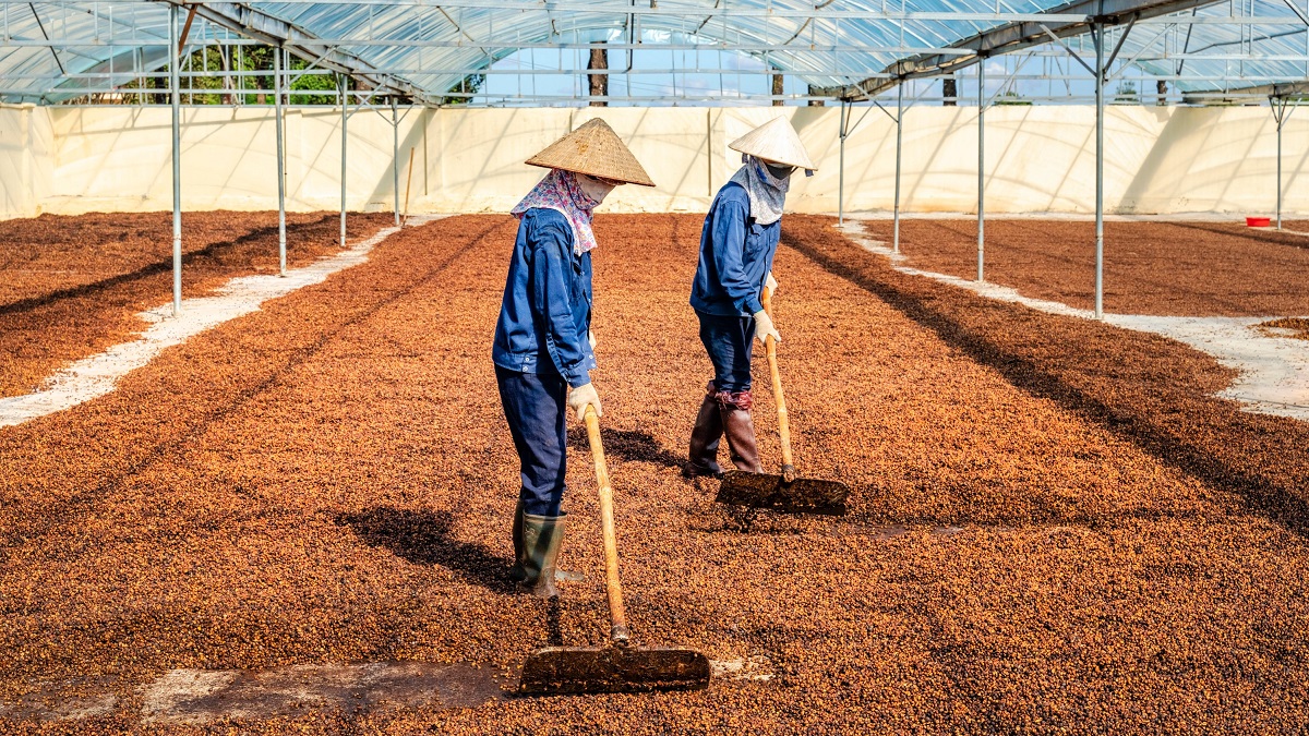 © Shutterstock/Nguyen Quang Ngoc Tonkin | Des ouvriers sèchent des grains de café à Gia Lai, au Viêt Nam. © Shutterstock/Nguyen Quang Ngoc Tonkin | Des ouvriers sèchent des grains de café à Gia Lai, au Viêt Nam.