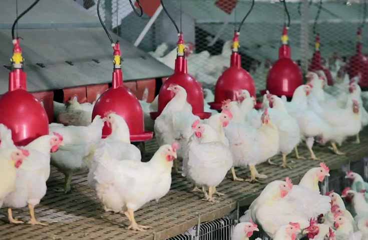 Aviculture sénégalaise