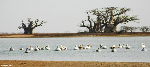 La réserve naturelle communautaire de Palmarin. La réserve naturelle communautaire de Palmarin.