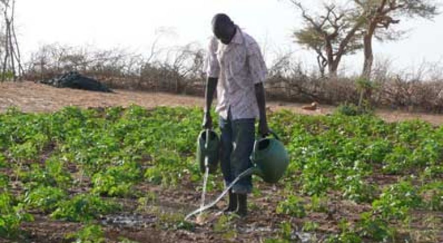 L’agriculture, levier performant du Plan Sénégal Emergent