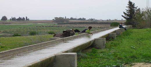 Trajectoires innovantes des jeunes ruraux dans l'agriculture irriguée au Maghreb Trajectoires innovantes des jeunes ruraux dans l'agriculture irriguée au Maghreb