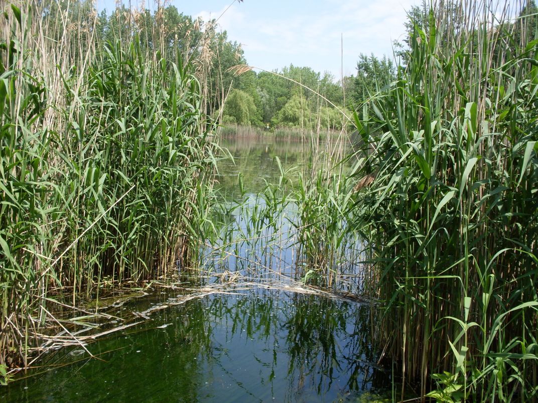 (Photo Tyccao) Le Typha Australis en prolifération massive dans la Vallée du fleuve Sénégal.